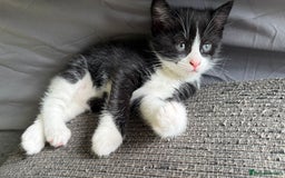 Mixed Breed cats for sale: Ginger,Tortoiseshell, Tuxedo Kittens Sale London  - Advert 5