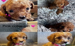 Cockapoo dogs for sale: ✨ READY SOON-Adorable F1B Cockapoo Puppies✨ - Image 5