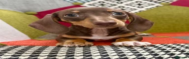 Miniature Dachshund 2
