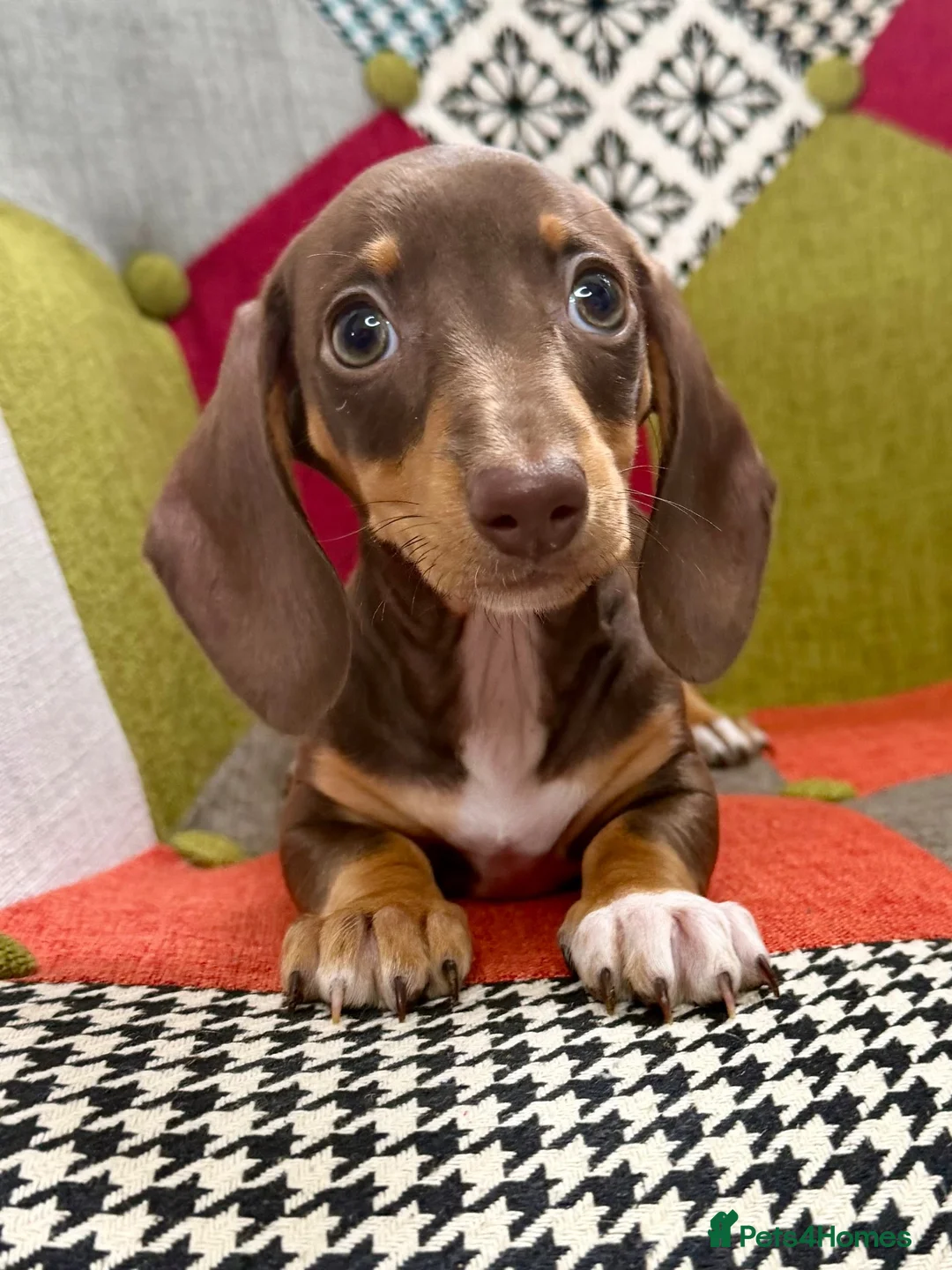 Miniature Dachshund dogs for sale: KC Reg Mini Dachshund Puppys **READY TO LEAVE** - Advert 2