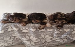 Cockapoo dogs for sale: F1 show type miniature cockapoo  - Image 3