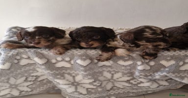 Cockapoo dogs - Advert 2