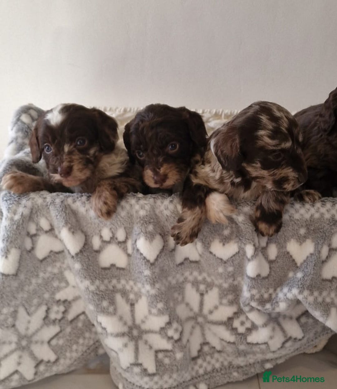 Cockapoo dogs for sale: F1 show type miniature cockapoo  - Image 3