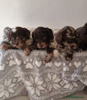 Cockapoo dogs - Advert 2