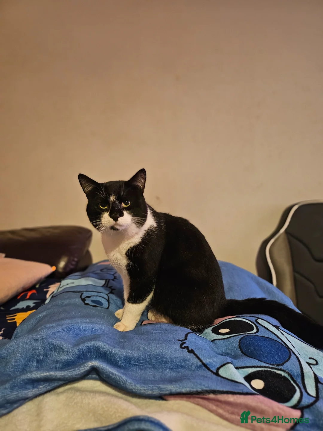 Domestic Shorthair cats for sale: Male kitten ginger and white - Advert 2