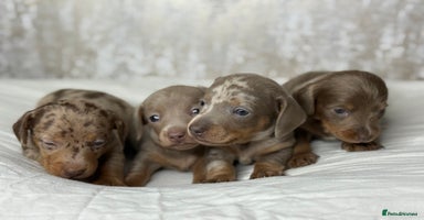 Miniature Dachshund dogs - Advert 4