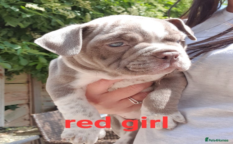 Mixed Breed dogs in March - Advert 2