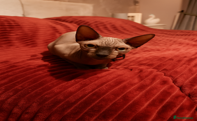 Sphynx cats - Advert 1