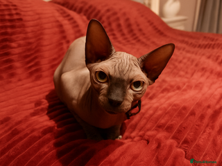 Sphynx cats - Advert 13