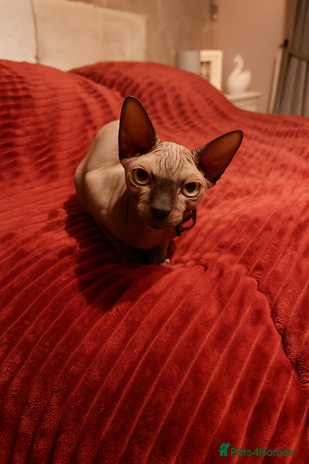 Sphynx cats - Advert 15