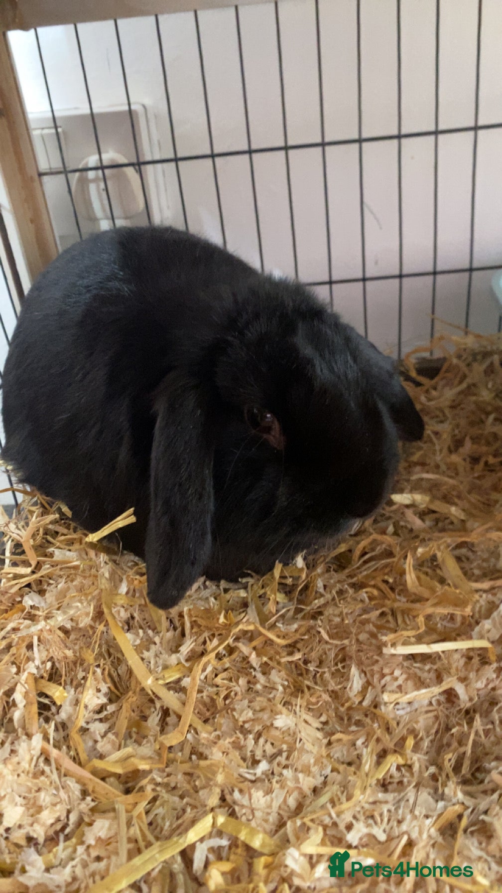 Mini Lop rabbits Mini lop rabbit  - Advert 2