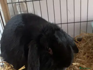 Mini Lop rabbits Mini lop rabbit - Advert 2