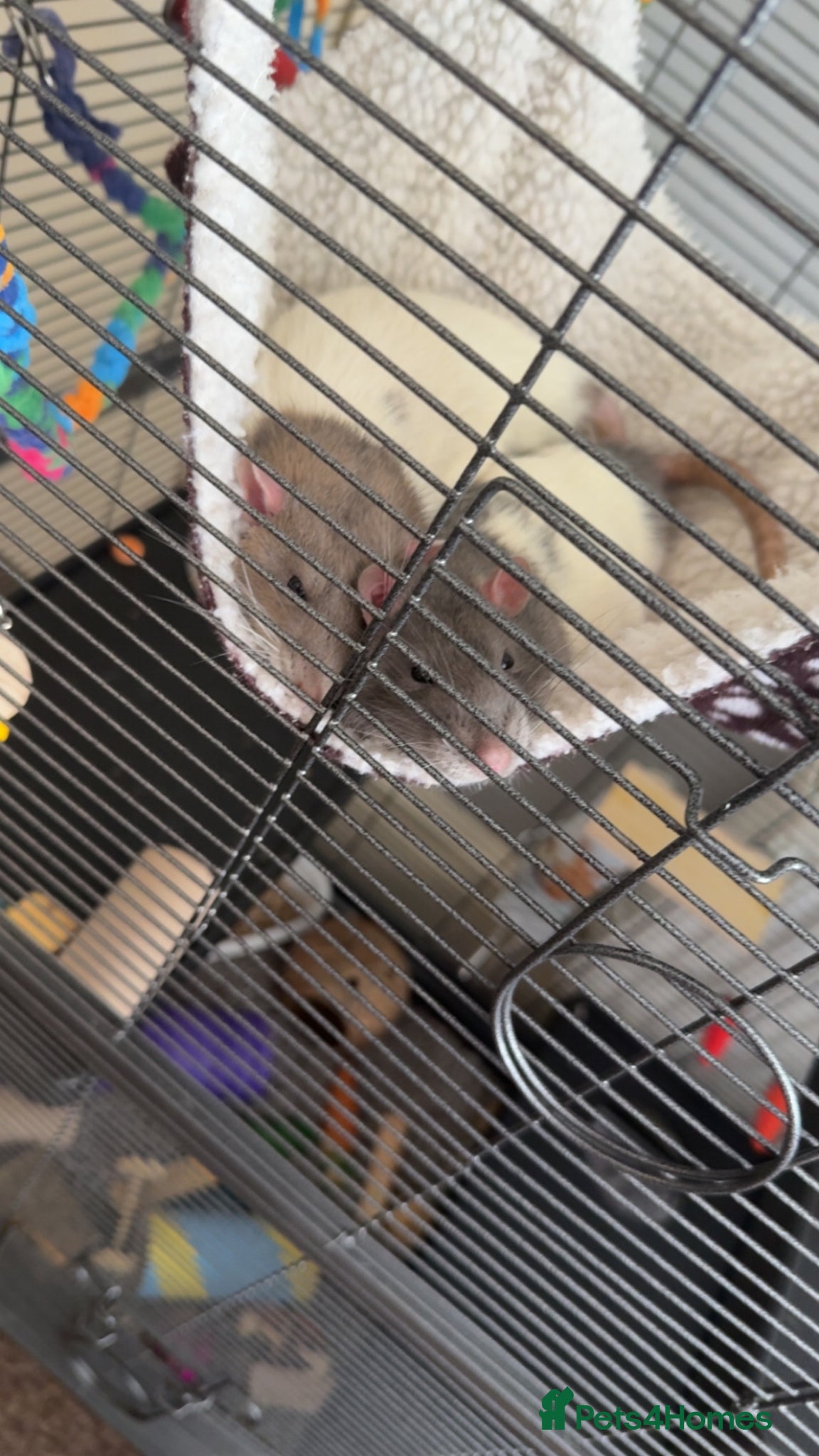 Rat rodents Male rats - Advert 2