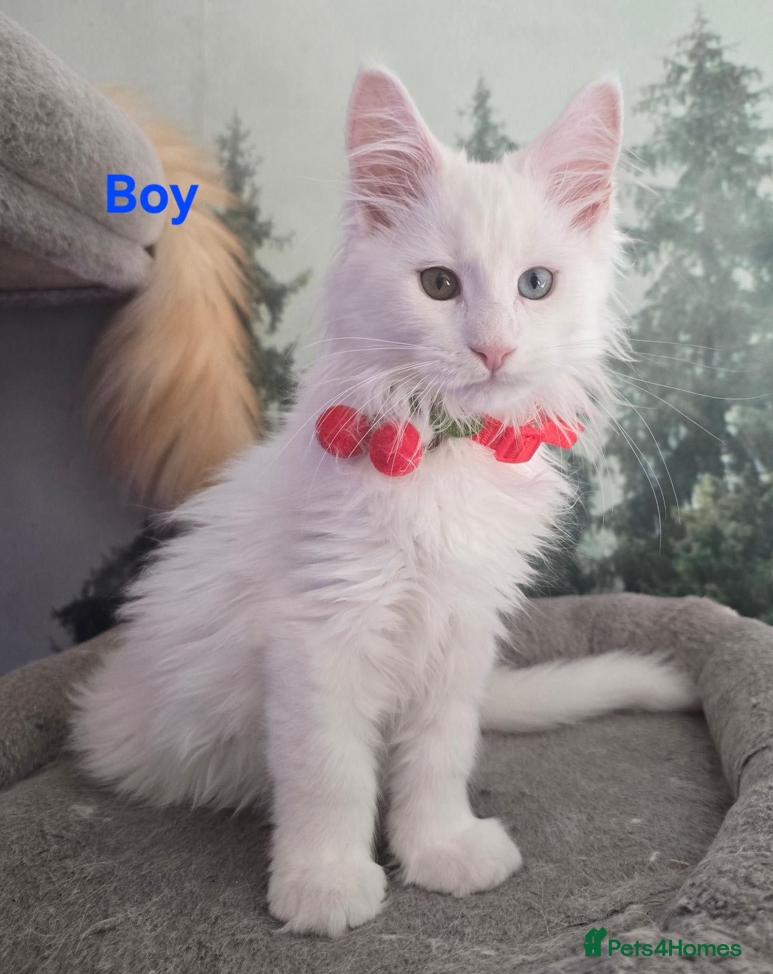 Maine Coon cats Gorgeous Maine coon kittens  - Advert 1