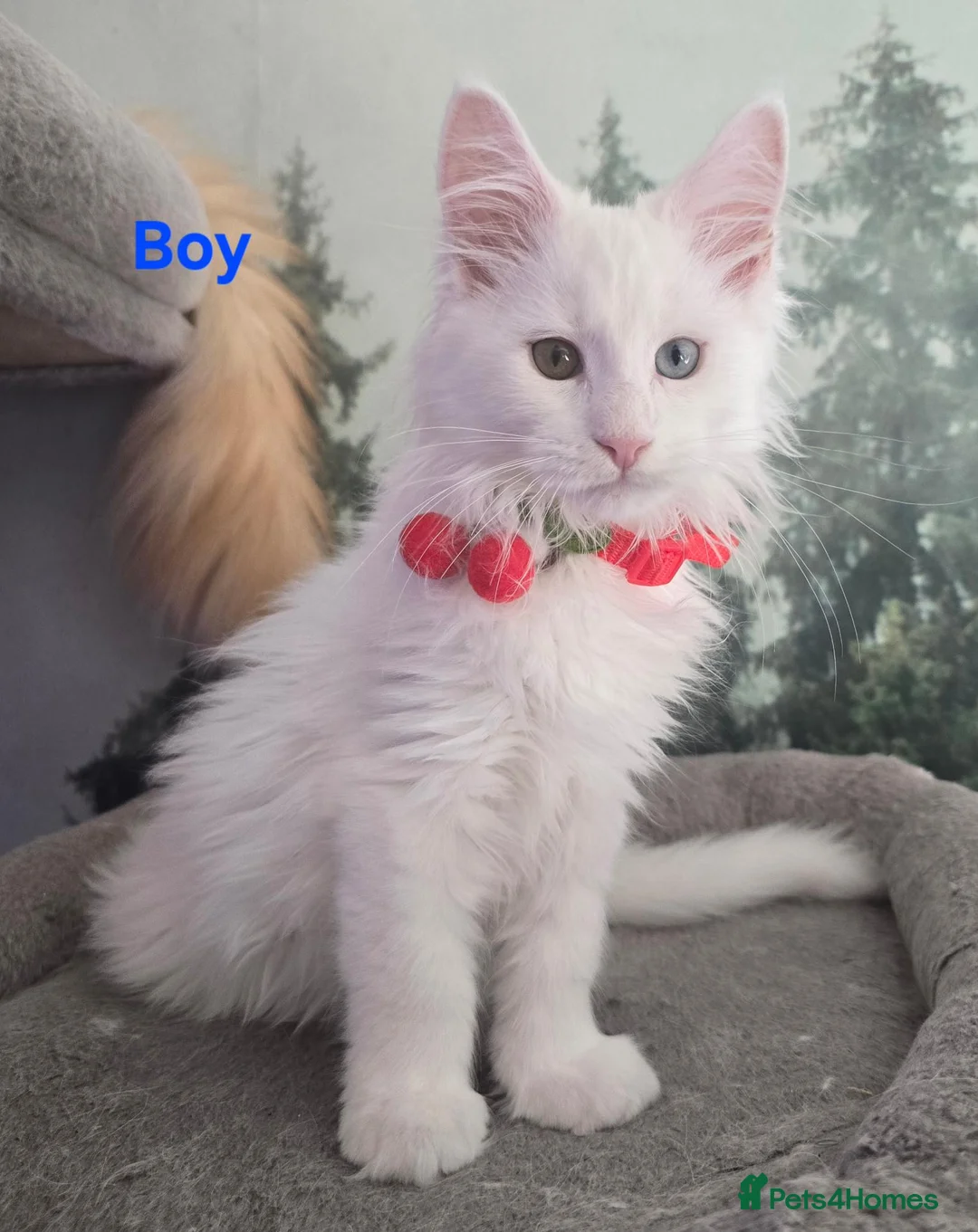 Maine Coon cats for sale: Gorgeous Maine coon kittens  - Advert 1