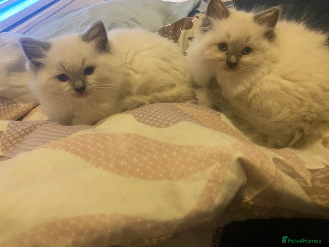 Ragdoll cats for sale: Pedigree ragdolls kittens TICA registered - Advert 7
