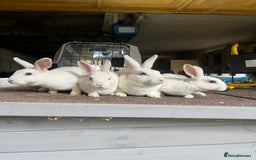 Rex rabbits for sale: Selection of Mini Rex boys  - Image 1