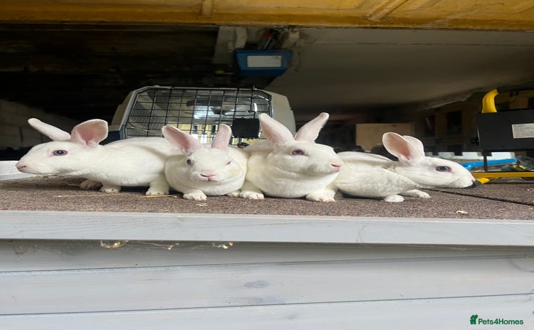 Rex rabbits - Advert 2