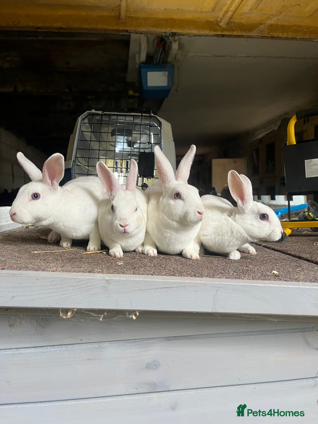 Rex rabbits for sale: Selection of Mini Rex boys  - Image 1