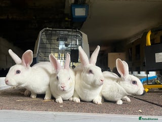 Rex rabbits - Advert 16