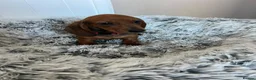 Miniature Dachshund dogs for sale: Miniature dachshund puppies - Advert 25