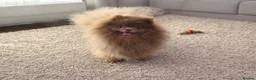Pomeranian dogs for sale: KC lilac and tan adult boy  - Advert 20