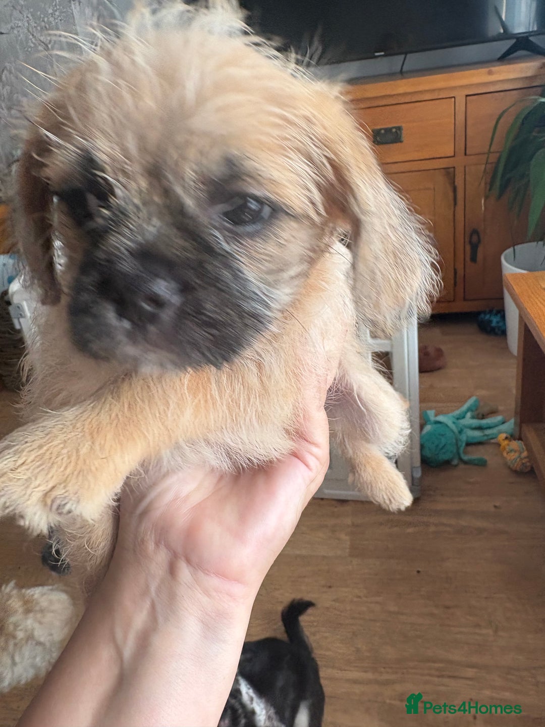 Mixed Breed dogs for sale: Beautiful Froodle pups dad pink carrier - Image 7