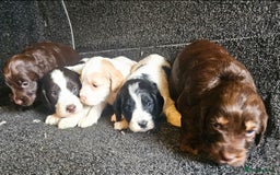 Cockapoo dogs for sale: Cockerpoo puppies F1  - Image 11