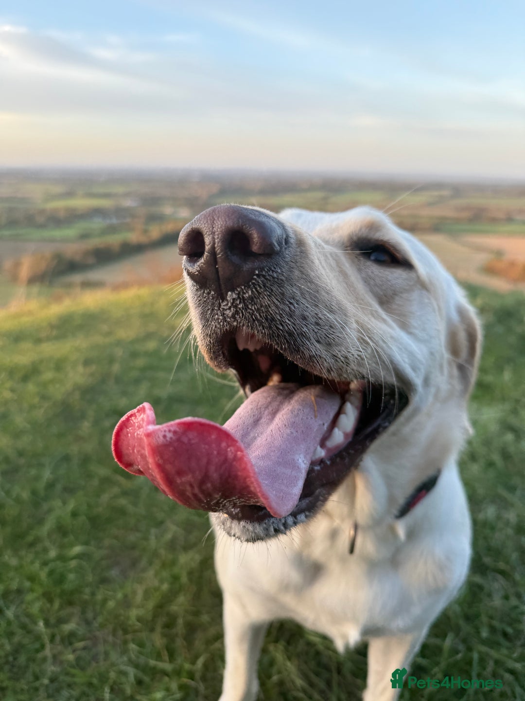 Labrador Retriever dogs for sale: Loving teenage labrador - Image 4