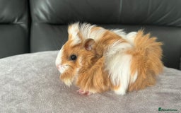 Guinea Pig rodents for sale: Stunning baby guinea pigs Abyssinian/ funkies - Image 5