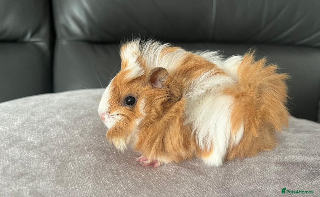 Guinea Pig rodents for sale: Stunning baby guinea pigs Abyssinian/ funkies - Image 5