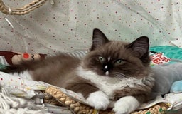 Ragdoll cats for sale: Unique patterned fluffy Ragdoll kittens - Image 27