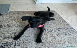 Mixed Breed dogs for adoption: ASH-12 months,Medium,playful/friendly/loves people - Image 5