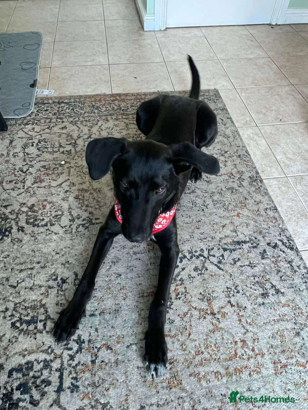 Mixed Breed dogs for adoption: ASH - 15 months,Med. playful/friendly/loves people - Advert 5