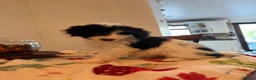 Mixed Breed dogs for sale: Bordoodles ready for there forever homes. - Advert 12