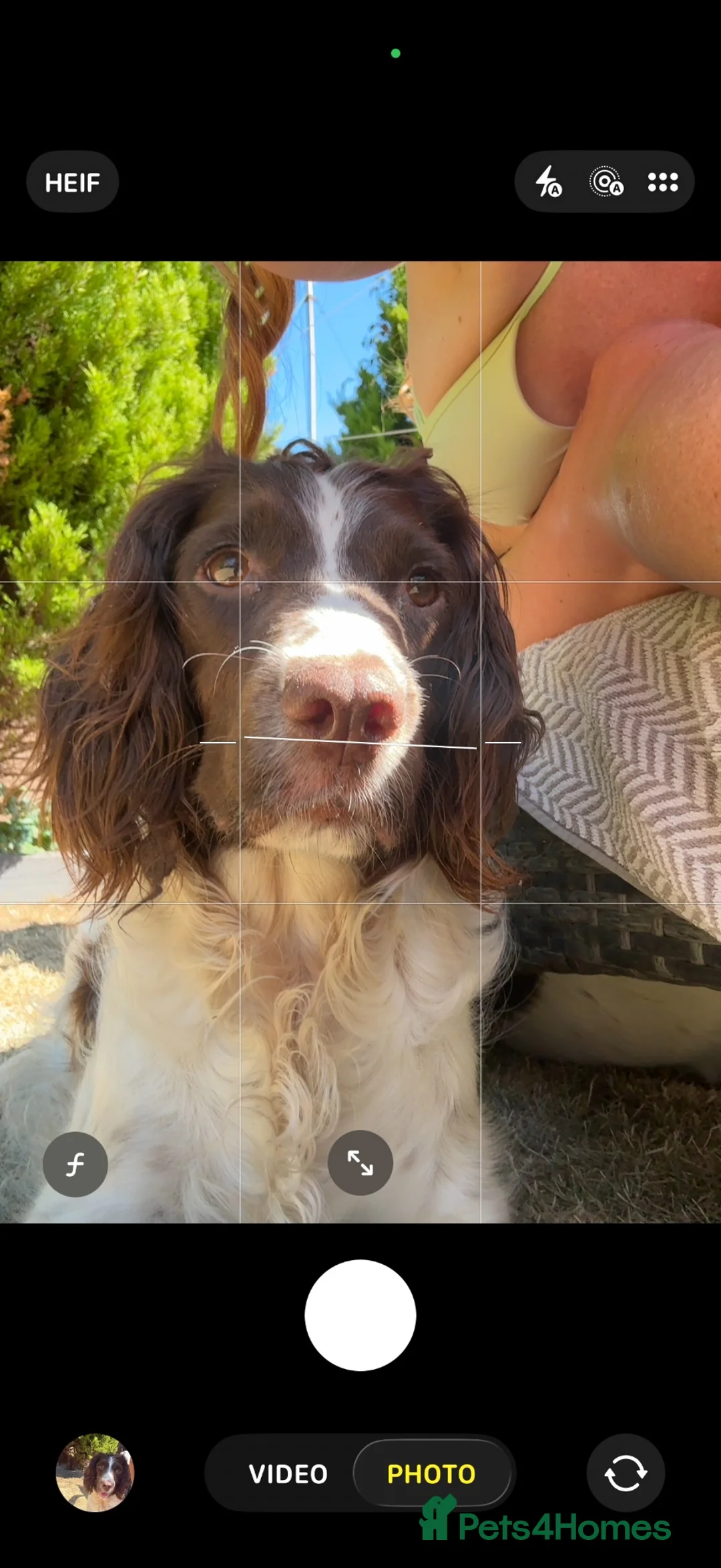 English Springer Spaniel dogs for sale: KC Registered English Springer Spaniel Puppies - Advert 1