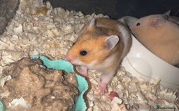 Hamster rodents for sale: Baby hamsters - Advert 13