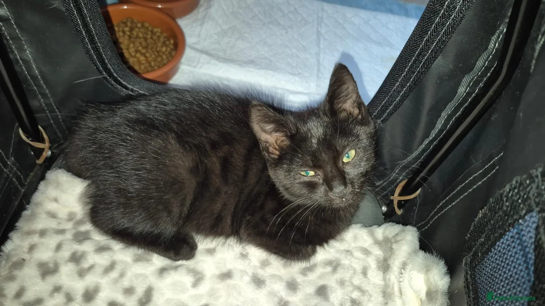 Mixed Breed cats for sale: Perfect little babies - Advert 2