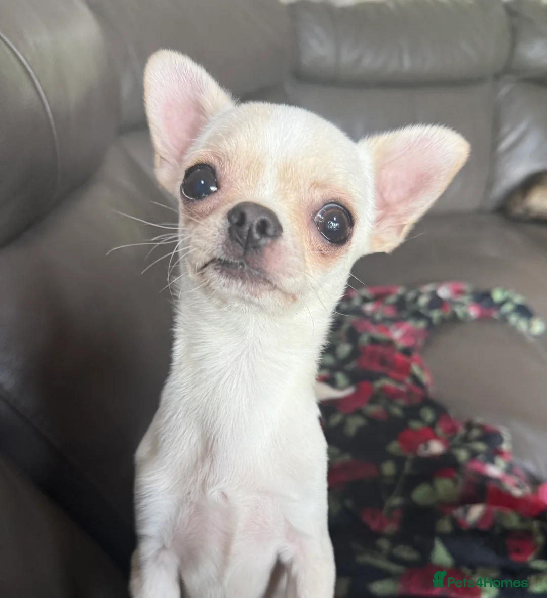 Chihuahua dogs for stud: TINY 1.1 kg Cream/ white apple head chihuahua  - Advert 3