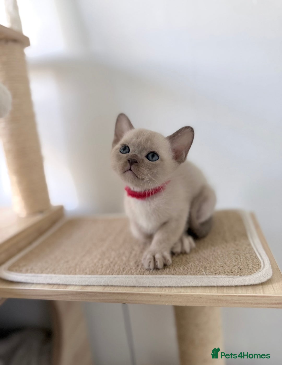 Burmese cats for sale: Home raised GCCF reg Burmese Kittens ready mid Jan - Advert 7