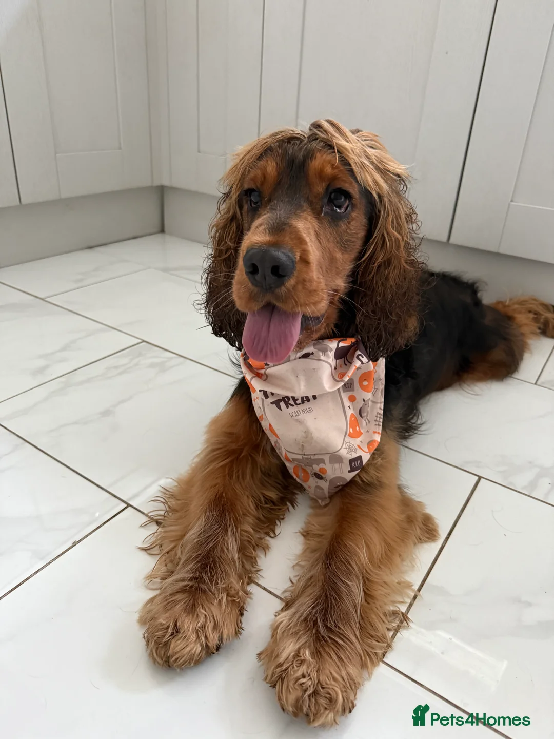 Cocker Spaniel dogs for stud: Tri colour sable cocker spaniel  in Merthyr Tydfil - Advert 5