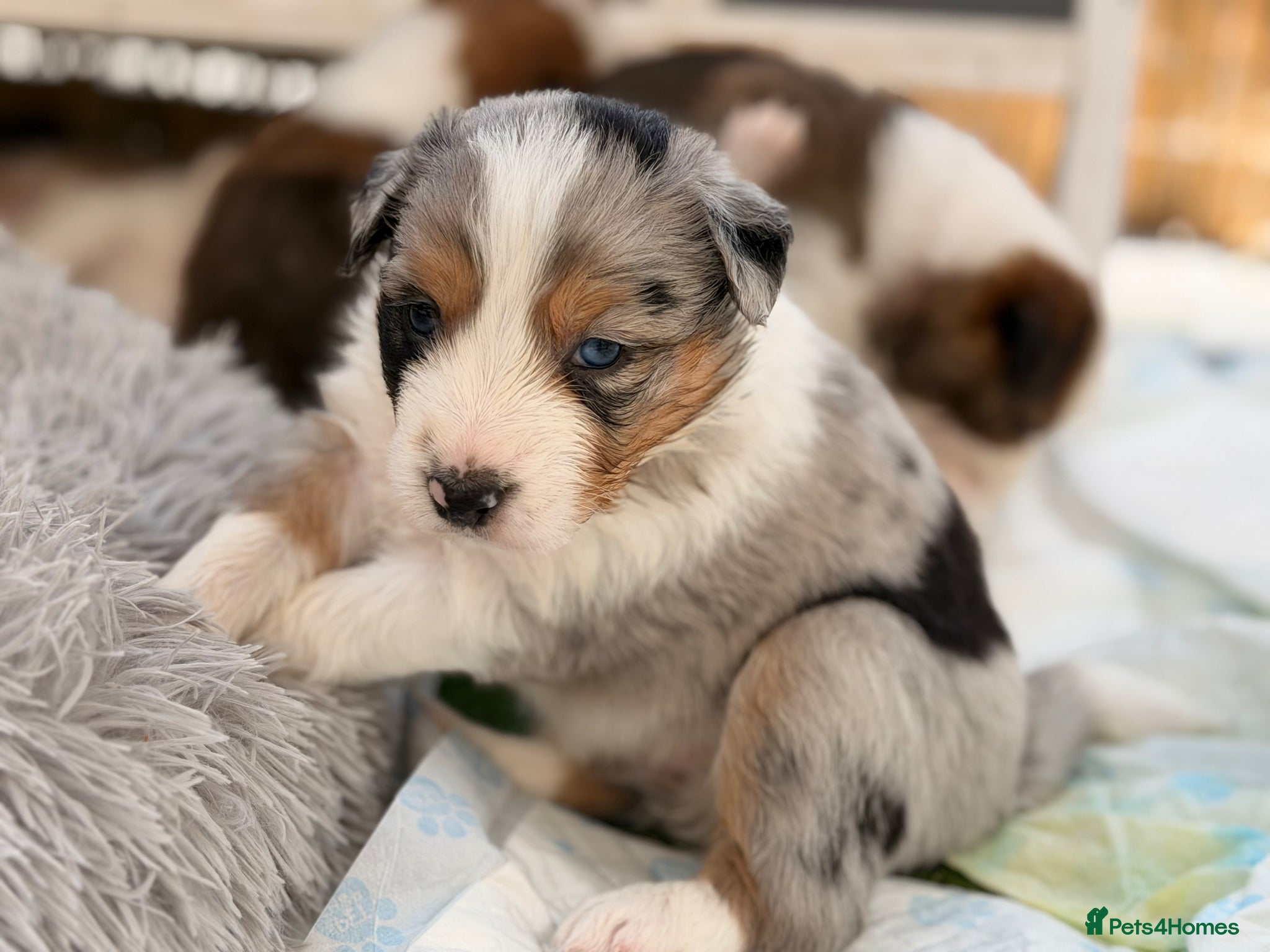 Border Collie dogs Stunning Show line puppies,various colours  - Advert 1