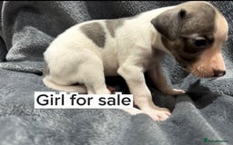 Whippet dogs for sale: whippet puppies - Image 4