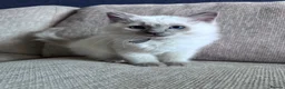 Ragdoll cats for sale: 🐾GCCF registered Blue and Lilac kittens🐾 - Advert 5