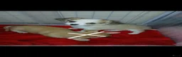 Chihuahua dogs for sale: three beautiful Chihuahua puppies  - Advert 7