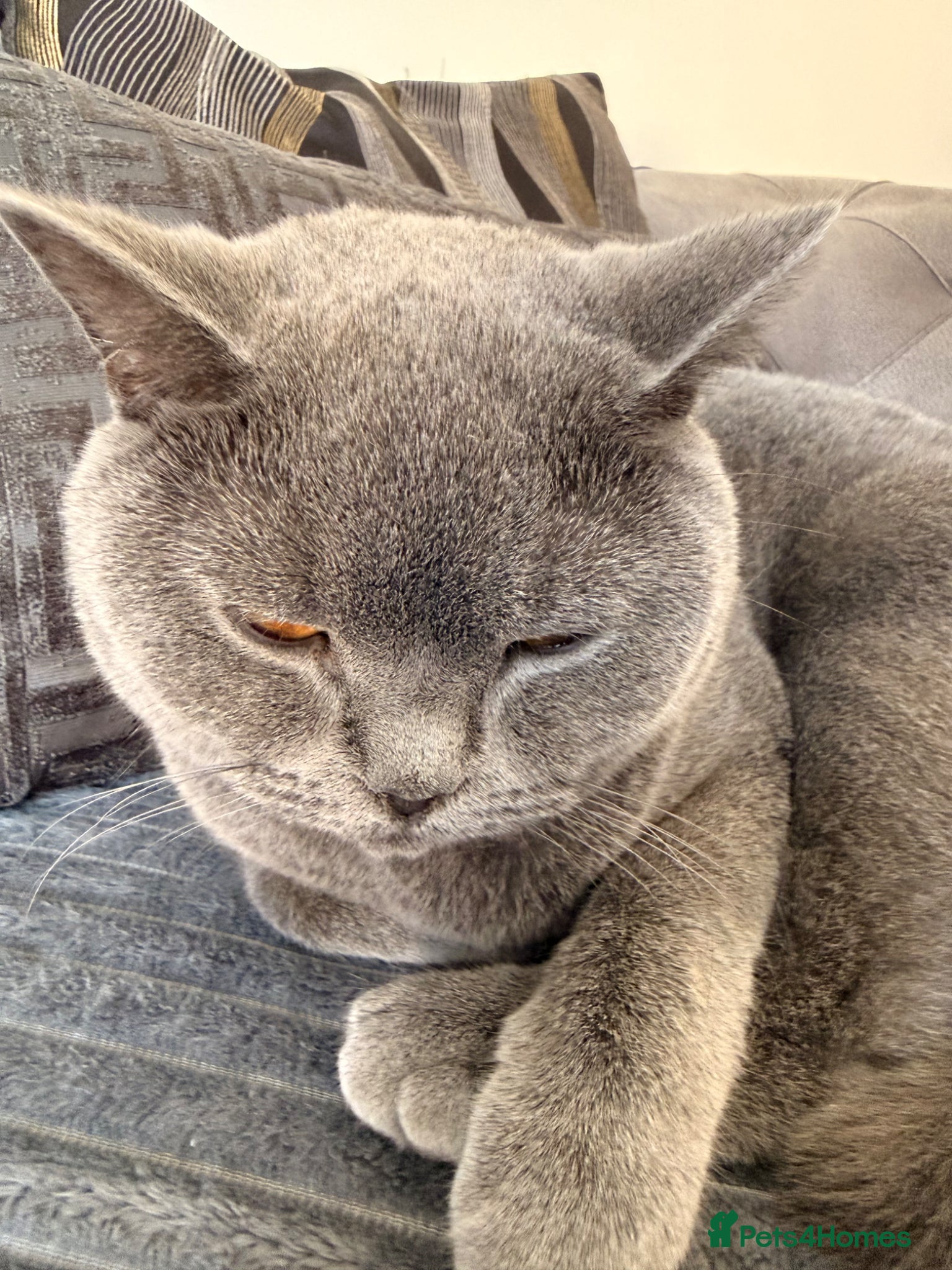 British Shorthair cats British short hair male - Advert 17