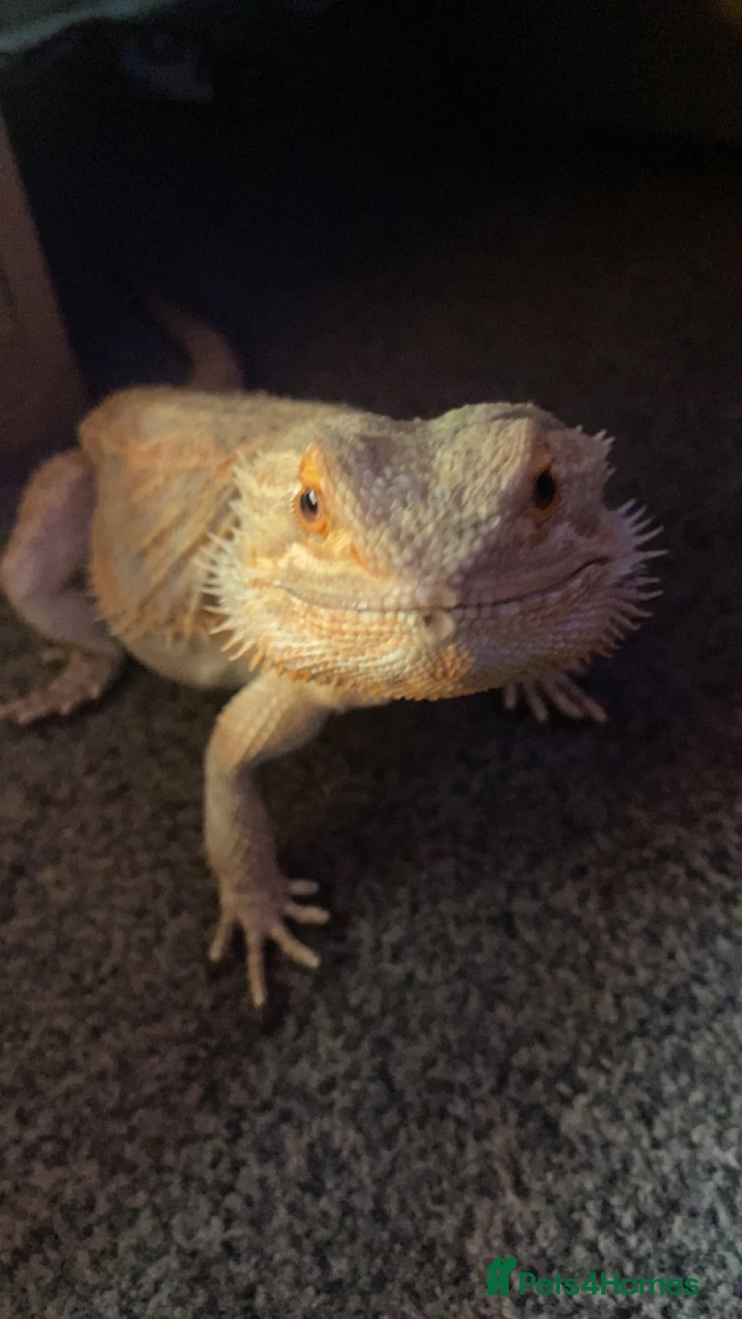 Bearded Dragon reptiles for sale: Pickle the bearded dragon in Wellingborough - Advert 2