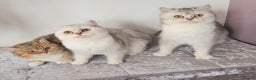 British Shorthair cats for sale: Amazing Quality Pedigree British Shorthair Kittens - Advert 6