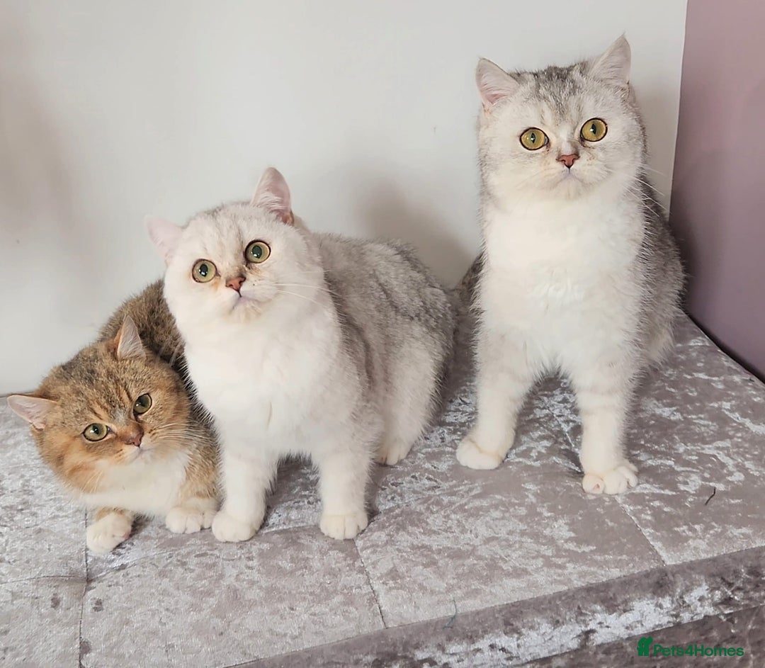 British Shorthair cats for sale: Amazing Quality Pedigree British Shorthair Kittens - Advert 6
