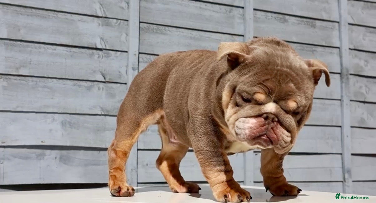 English Bulldog dogs  City’s Tiney true miniature English bulldog  - Advert 2